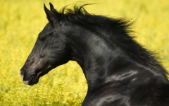Desktop image. Animals. ID:36283