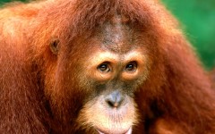 Desktop image. Animals. ID:36285