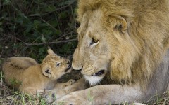 Desktop image. Animals. ID:36286