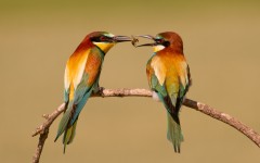 Desktop image. Animals. ID:49687