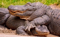 Desktop image. Animals. ID:49720