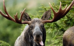 Desktop image. Animals. ID:49790