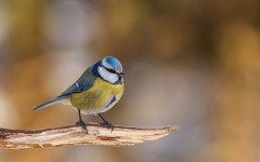 Desktop image. Animals. ID:49792