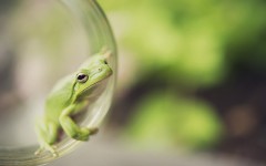 Desktop image. Animals. ID:49794