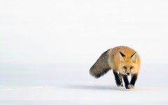 Desktop image. Animals. ID:49796