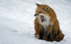 Desktop image. Animals. ID:49824