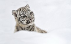 Desktop image. Animals. ID:49854