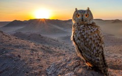 Desktop image. Animals. ID:49901