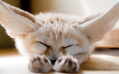 Desktop image. Animals. ID:49939