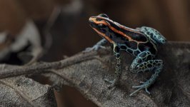 Desktop image. Animals. ID:95202
