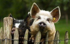 Desktop image. Animals. ID:49992