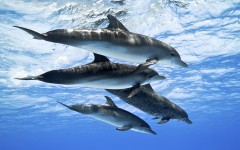 Desktop image. Animals. ID:50014