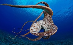 Desktop image. Animals. ID:50036