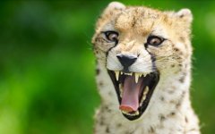 Desktop image. Animals. ID:95158