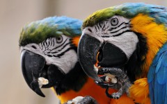 Desktop image. Animals. ID:50138