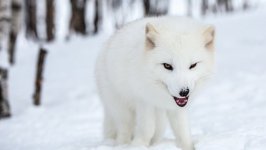 Desktop image. Animals. ID:95147