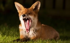 Desktop image. Animals. ID:50984