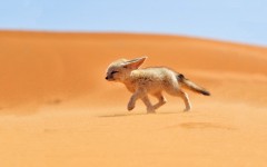 Desktop image. Animals. ID:52257