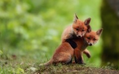 Desktop image. Animals. ID:52258