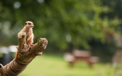 Desktop image. Animals. ID:52259
