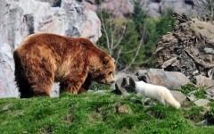 Desktop image. Animals. ID:52270