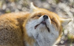 Desktop image. Animals. ID:52274