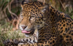 Desktop image. Animals. ID:52275