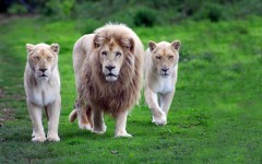 Desktop image. Animals. ID:52293