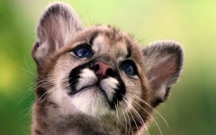 Desktop image. Animals. ID:52294