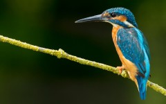 Desktop image. Animals. ID:52404