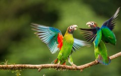 Desktop image. Animals. ID:52405