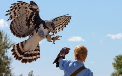 Desktop image. Animals. ID:52406