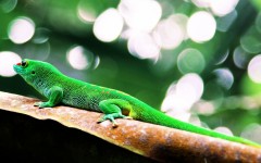 Desktop image. Animals. ID:52408