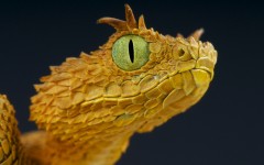Desktop image. Animals. ID:52419