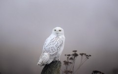 Desktop image. Animals. ID:52443