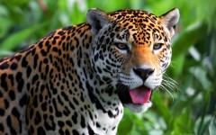 Desktop image. Animals. ID:52445