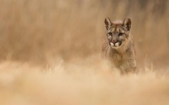 Desktop image. Animals. ID:52455