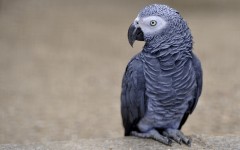 Desktop image. Animals. ID:52461