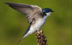 Desktop image. Animals. ID:52501