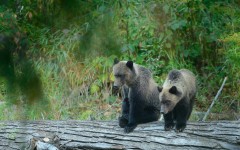 Desktop image. Animals. ID:52519