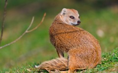 Desktop image. Animals. ID:52522