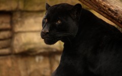 Desktop image. Animals. ID:52534