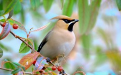 Desktop image. Animals. ID:52537