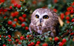 Desktop image. Animals. ID:52658