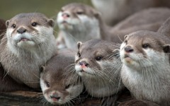 Desktop image. Animals. ID:52668