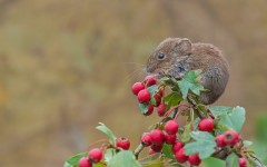 Desktop image. Animals. ID:52686