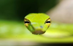 Desktop image. Animals. ID:52783