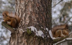 Desktop image. Animals. ID:54374