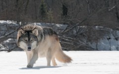 Desktop image. Animals. ID:54921