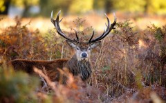 Desktop image. Animals. ID:55306